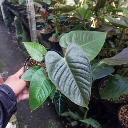 Антуриум BLACK VEITCHII s.M