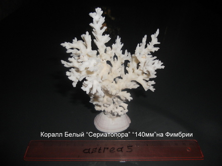 Коралл белый "Сериатопора" на подставке "120-160мм"