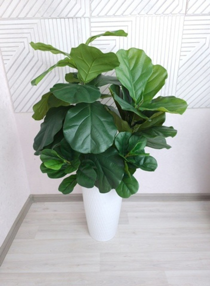 Лирата премиум крупнолистная 120 см в тех.кашпо