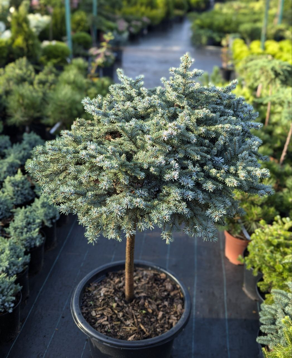 Ель колючая Глаука Глобоза С90 Ра 60