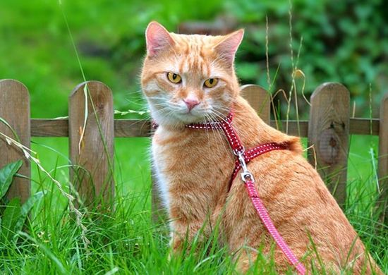 Прогулки с кошкой