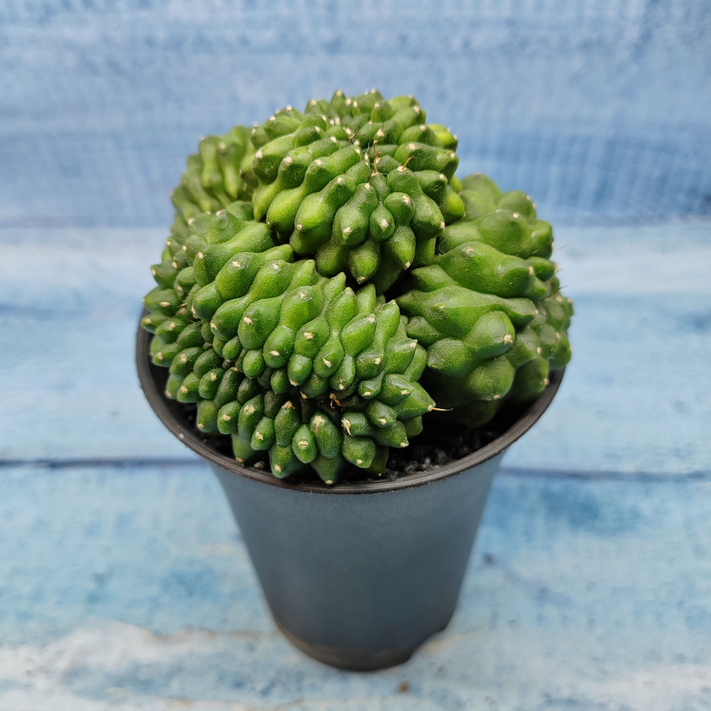 Gymnocalycium Spineless Crested form (Гимнокалициум Кристатный)