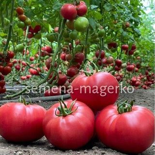 Томат Гюсто F1  500 (семян)