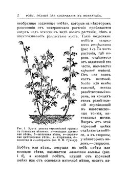 Розы, годные для содержания в комнатах, и их культура | Георгий Николаевич Шульгин
