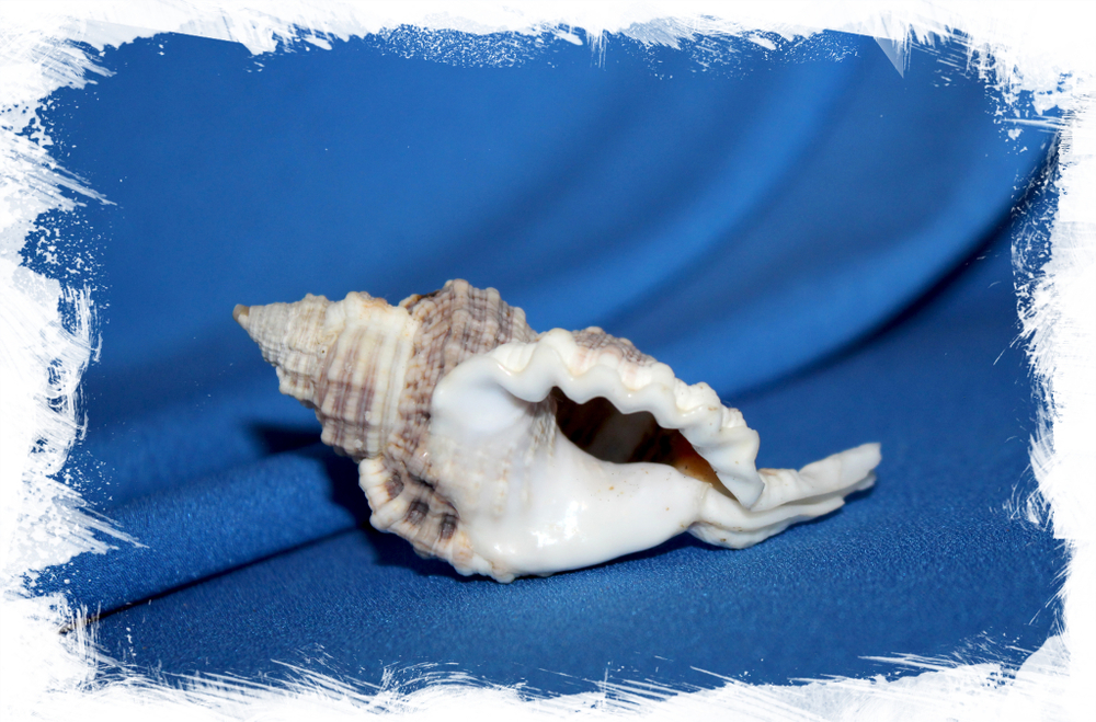 Циматиум мурицинум (Cymatium muricinum)