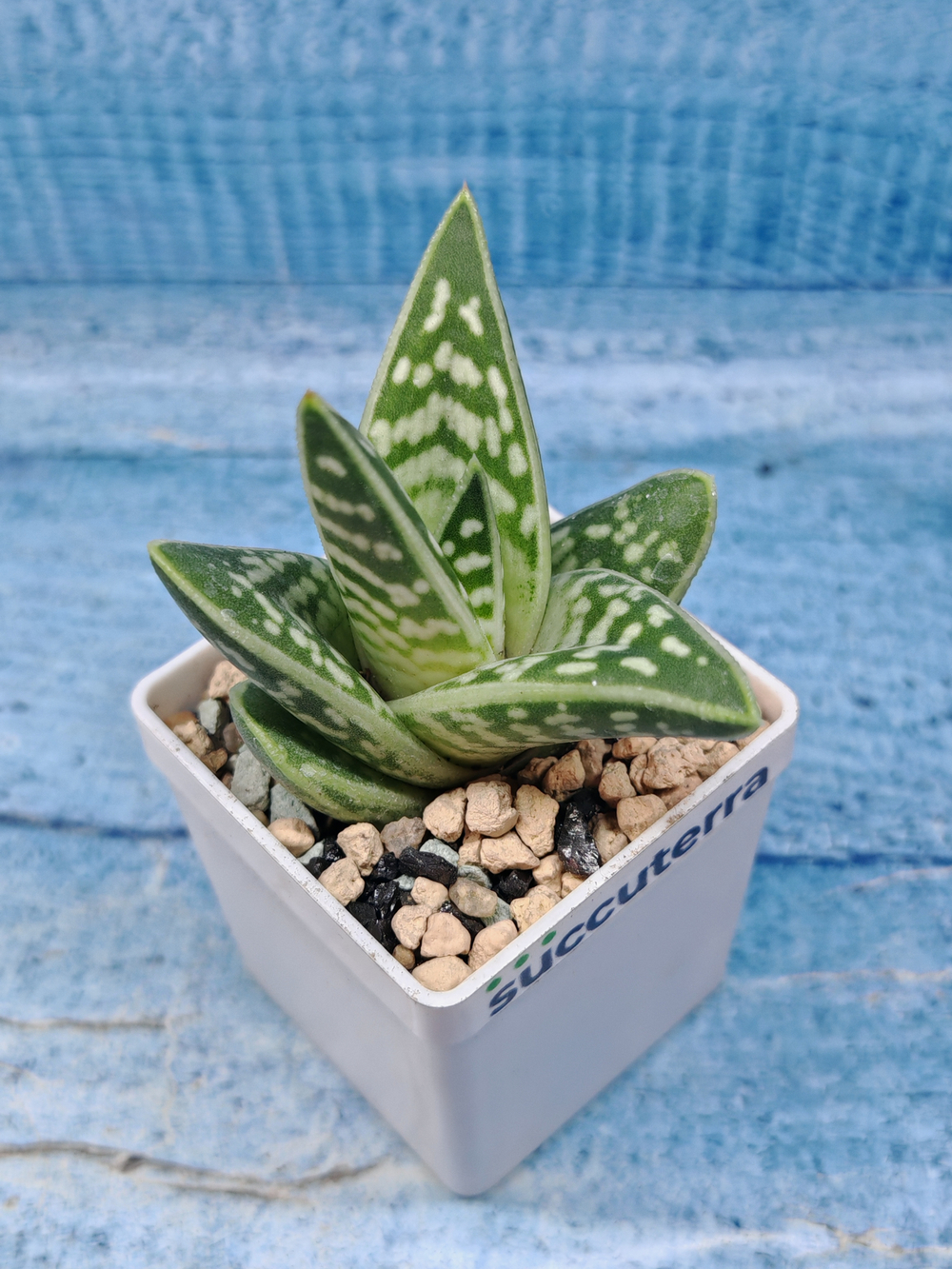 Aloe Variagata