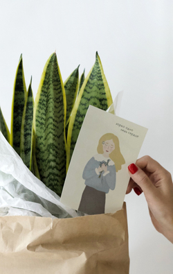 Сансевиерия в бетонном кашпо