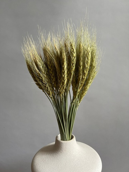 Ячмень зеленый