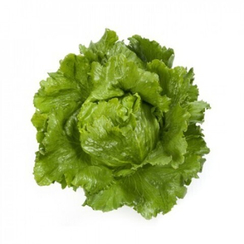 САНТАРИНАС семена салата (Rijk Zwaan | Alexagro)