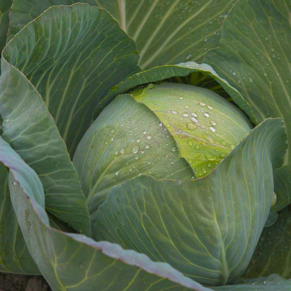 Леннокс F1 семена капусты белокочанной (Bejo / ALEXAGRO) культура – фото 4