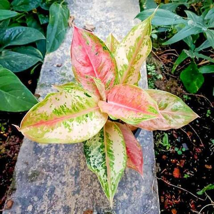 Аглаонема LOOKMAI MAI