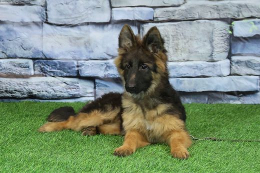 ЛЕКСУС Из Поместья Боговик 14.06.2025 д.р. - подробнее...→