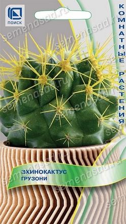 Эхинокактус