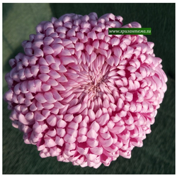 Хризантема крупноцветковая Chessington Lilac ☘  ан 9 (временно нет в наличии)