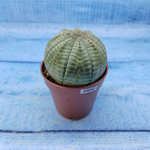 Euphorbia Obesa (Эуфорбия)