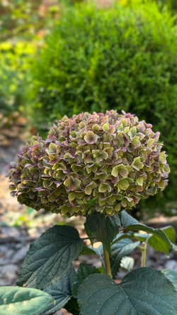 Гортензия древовидная Белла Рагацца Муветта С3 фирменный Закупка М38