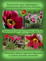 Подснежник Пинвил Дарк Ред Шейдес красный
