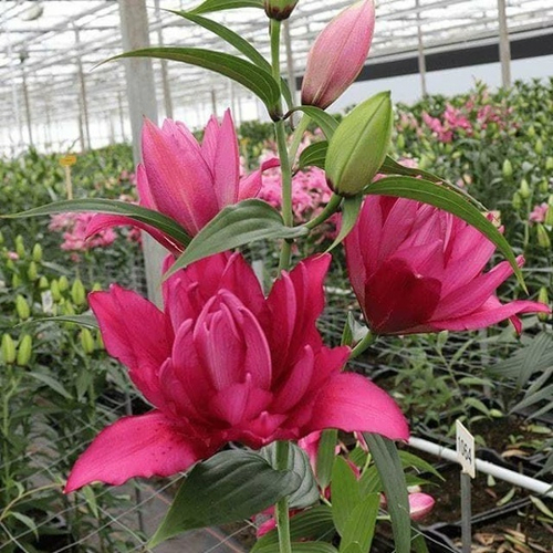 Лилия Roseliliy Floretta( Розовидный гибрид )