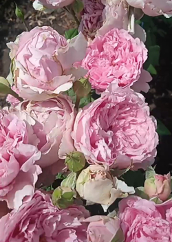 Флораже / Rosa Florajet