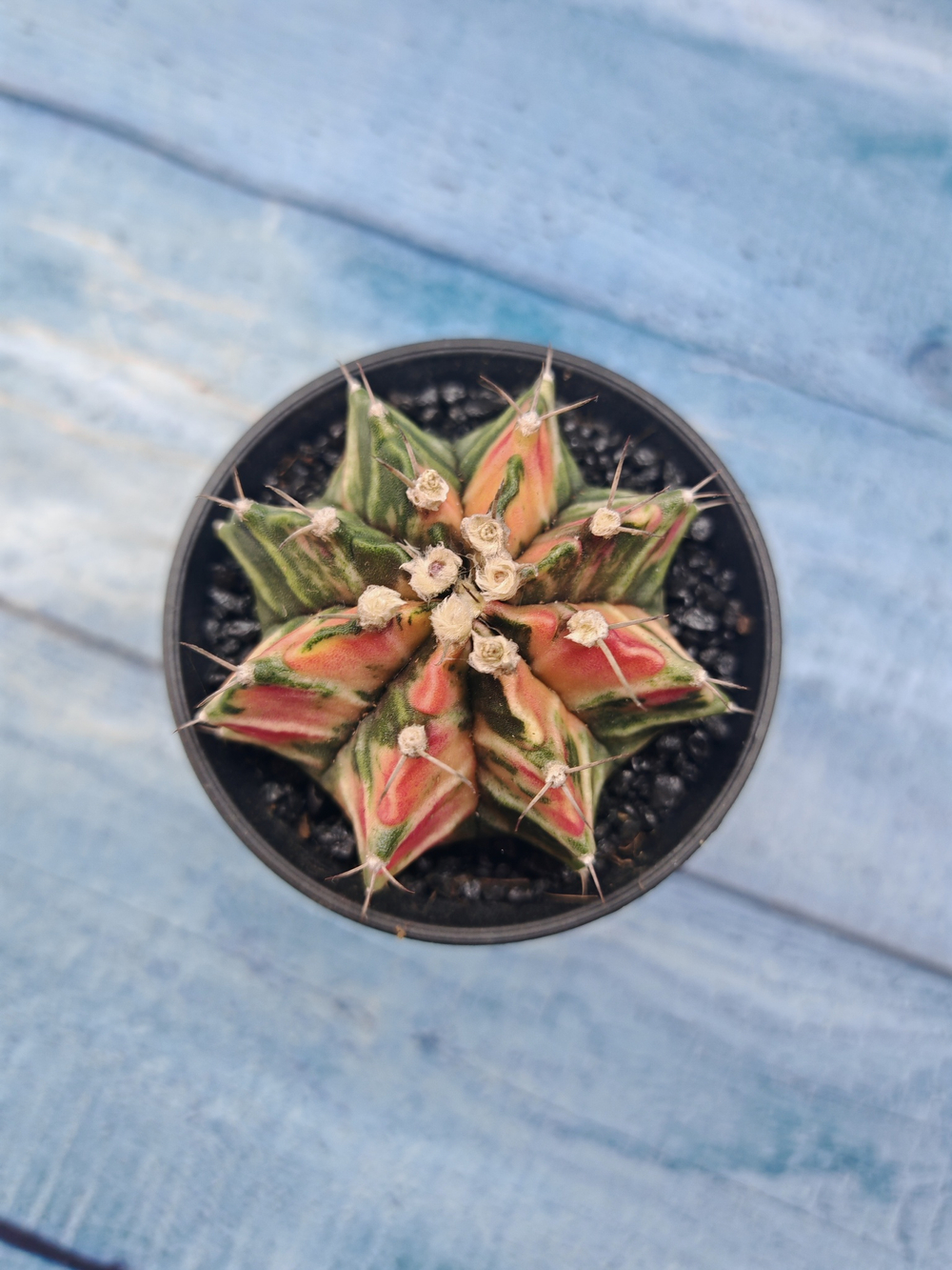 Gymnocalycium Variegata (Гимнокалициум Вариегатный)