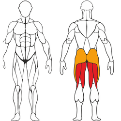 Сгибание ног лежа Белый