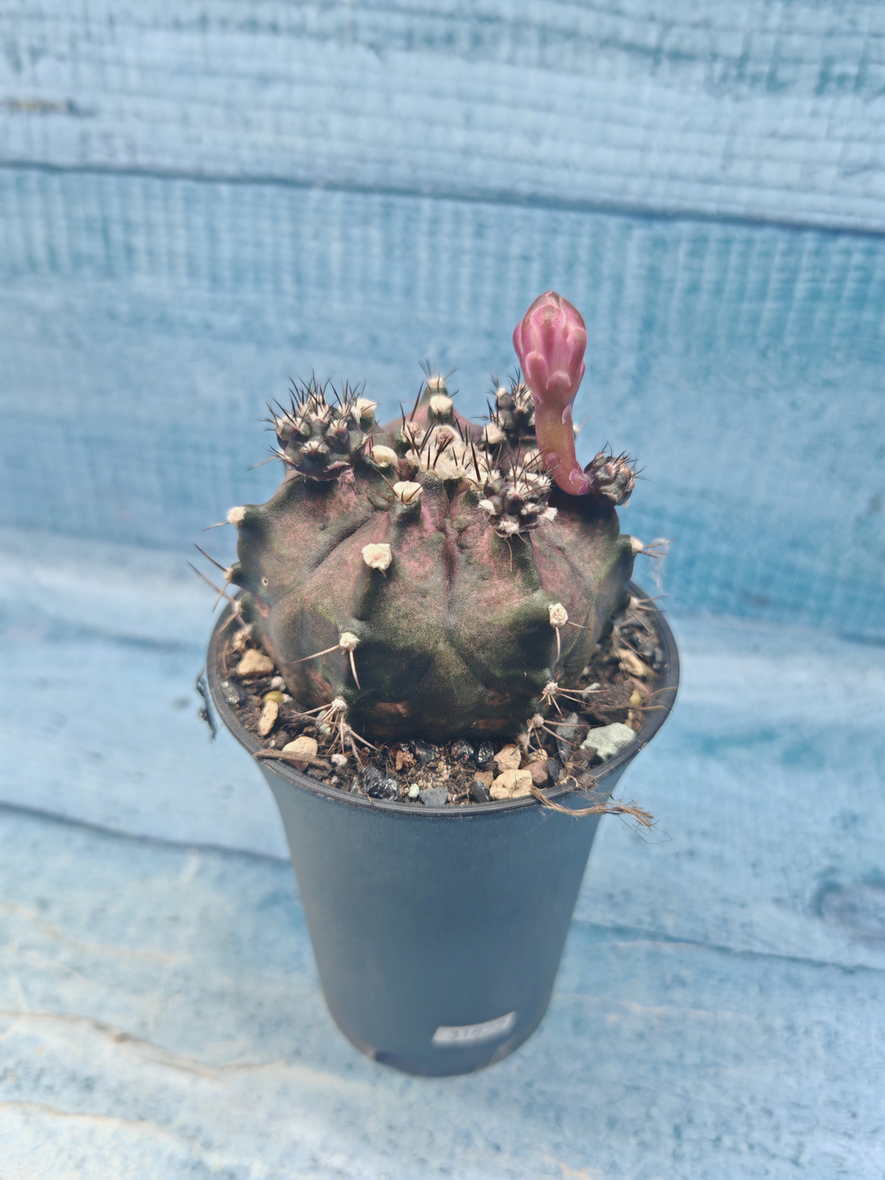 Gymnocalycium T-Rex Pink hybrid (Гимнокалициум T-rex)