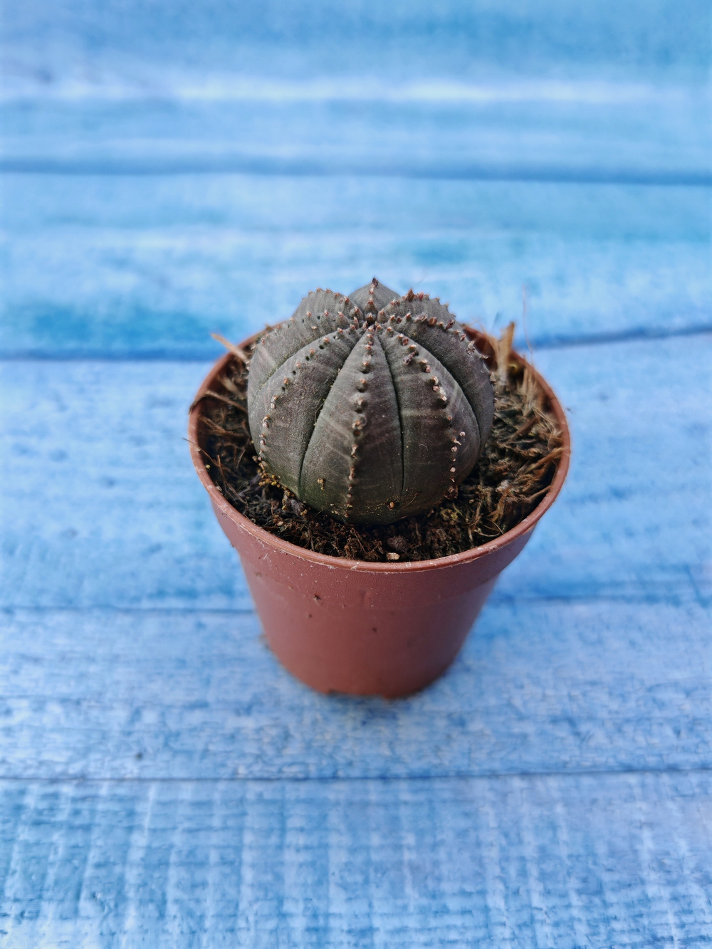Euphorbia Obesa (Эуфорбия)