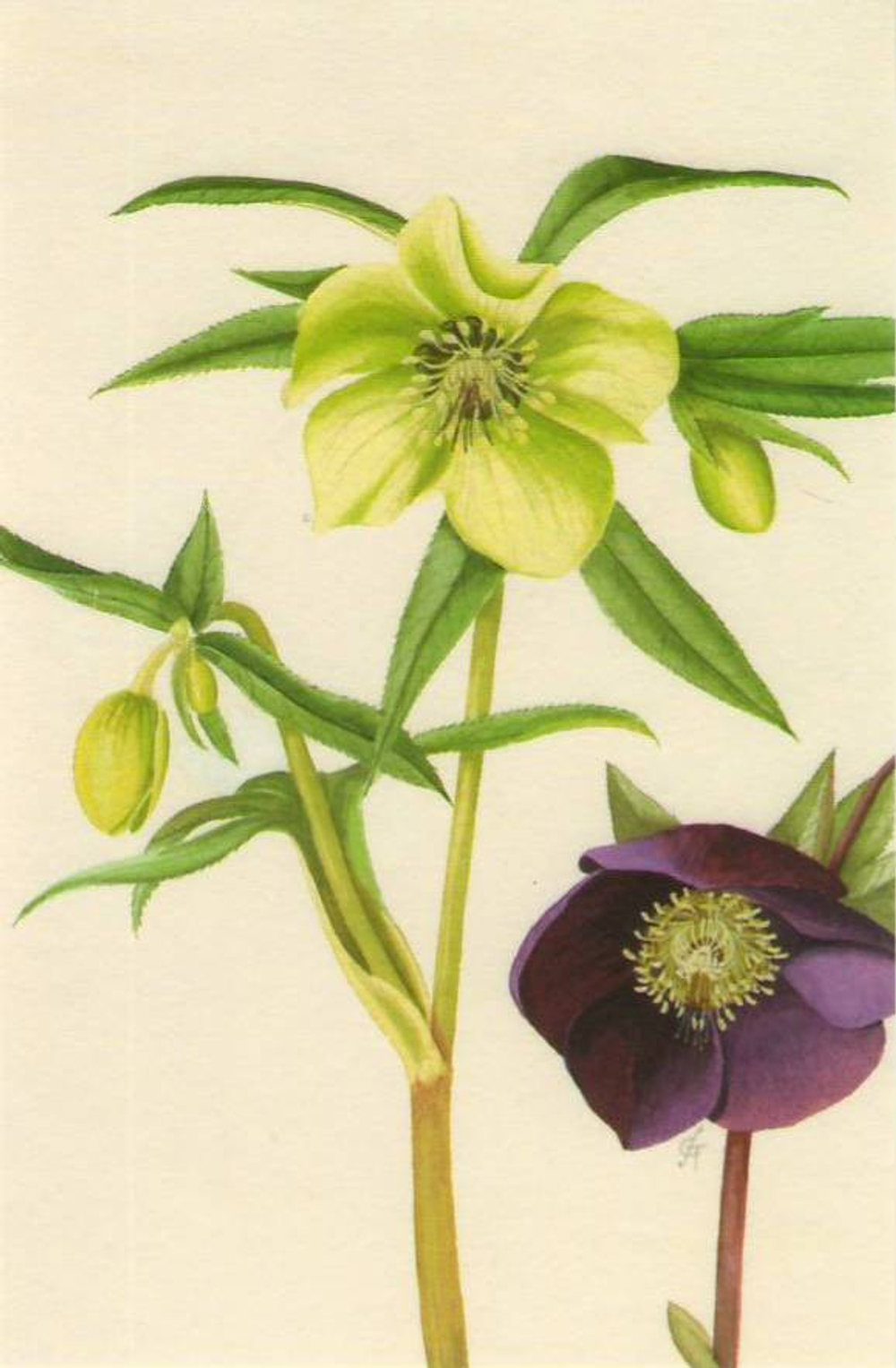 100 Flowers: One Hundred Postcards from the Royal Horticultural Society