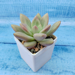 Graptoveria Rosie Crow (Граптоверия)