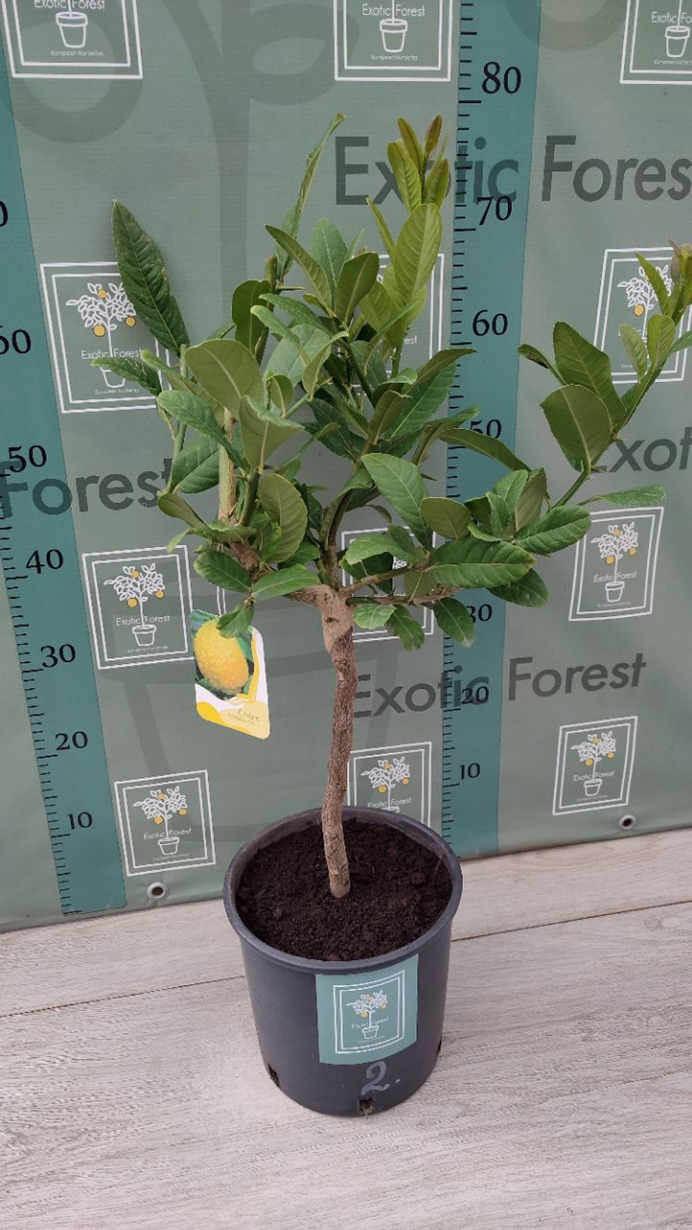Cedro Maxima