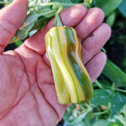 Рождественская Карамель - Разноцветный Полосатый Сладкий Перчик