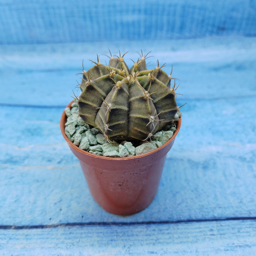 Gymnocalycium Friedrichii (Гимнокалициум)