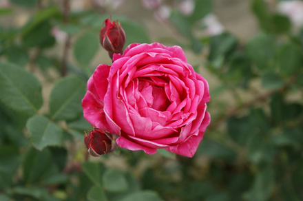 Роза плетистая Александр Маккензи С6