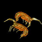 Рыболовные, силиконовые приманки. Рачки мормыш RuBaits Shrimp креветка. Набор для рыбалки на щуку, судака, окуня, форель. Зимняя рыбалка, микроджиг.