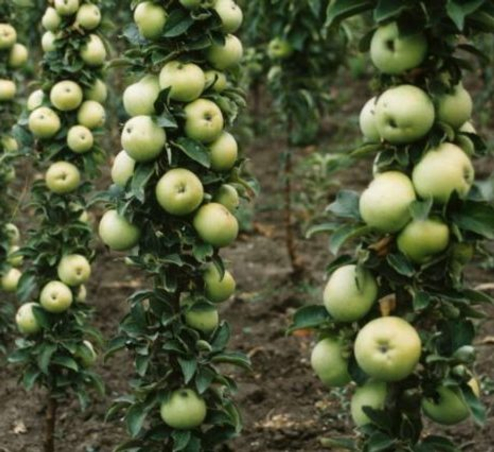 Яблоня колоновидная Икша