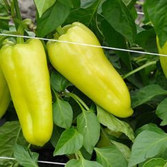 ПИРУЭТ F1 семена перца сладкого (Syngenta | Alexagro)