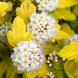 Physocarpus opulifolius Angel Gold