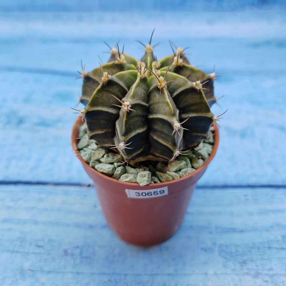 Gymnocalycium Friedrichii (Гимнокалициум)