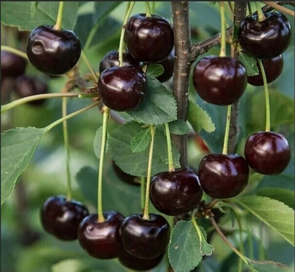 Вишня Шоколадница