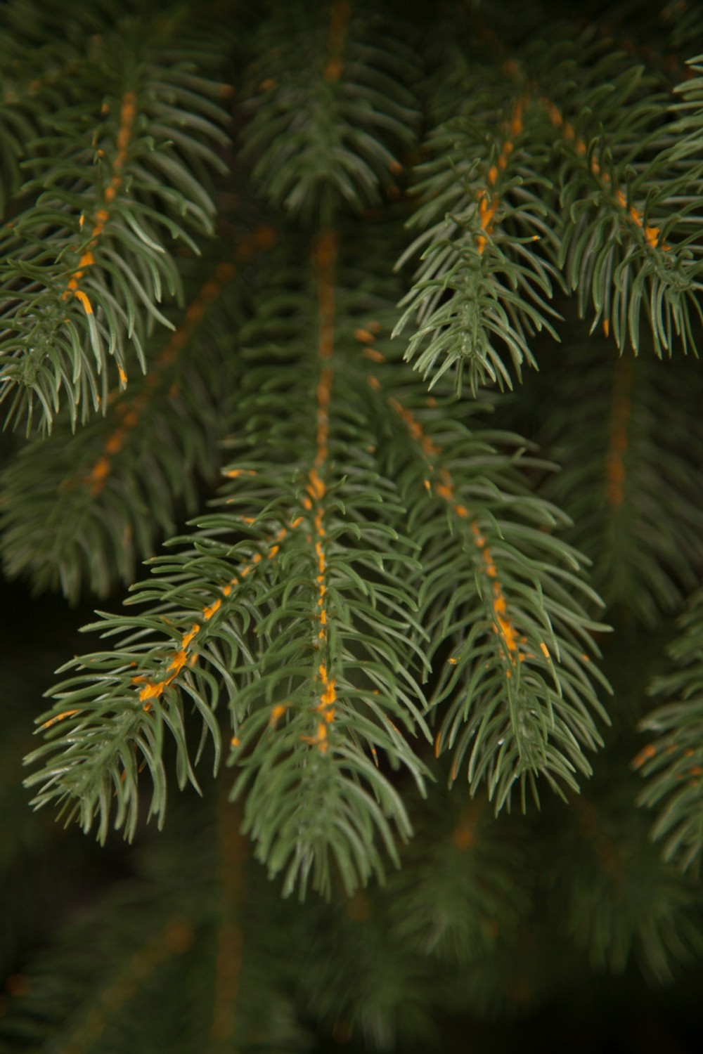 Ель Швейцарская 100% литая 230см зеленая Black Box