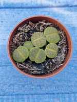Lithops sp. (Литопсы)