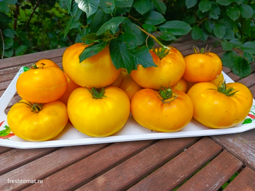 Гном Жёлтая долина Клэр (Dwarf Clare Valley yellow) сорт томата