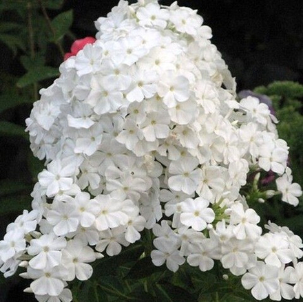 Флокс метельчатый Rembrandt (Рембрандт)