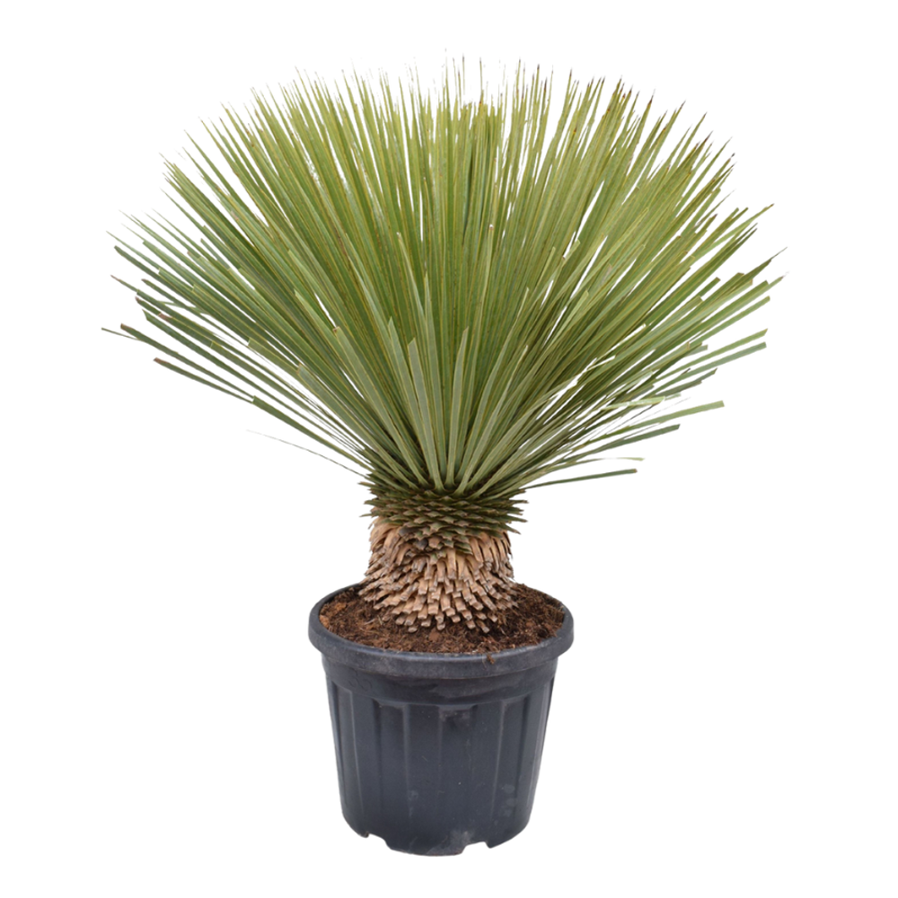 Юкка Рострата