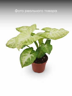 Сингониум Golden Child д.9