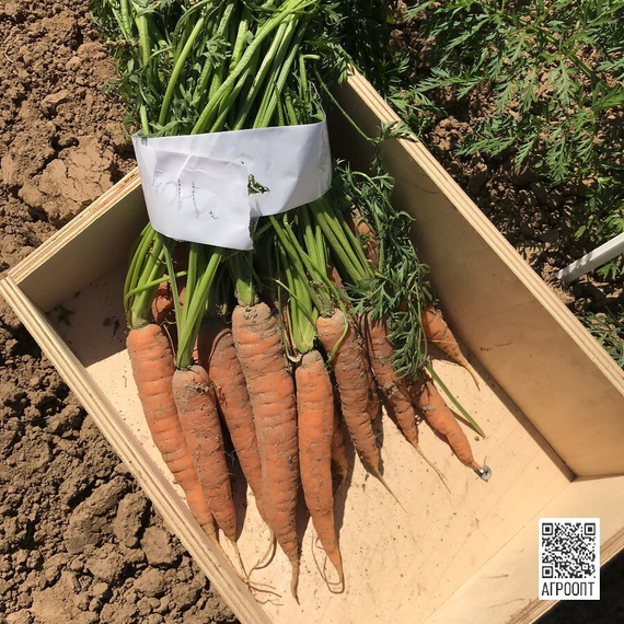 Монанта семена моркови нантской (Rijk Zwaan / Райк Цваан) в поле – фото 2