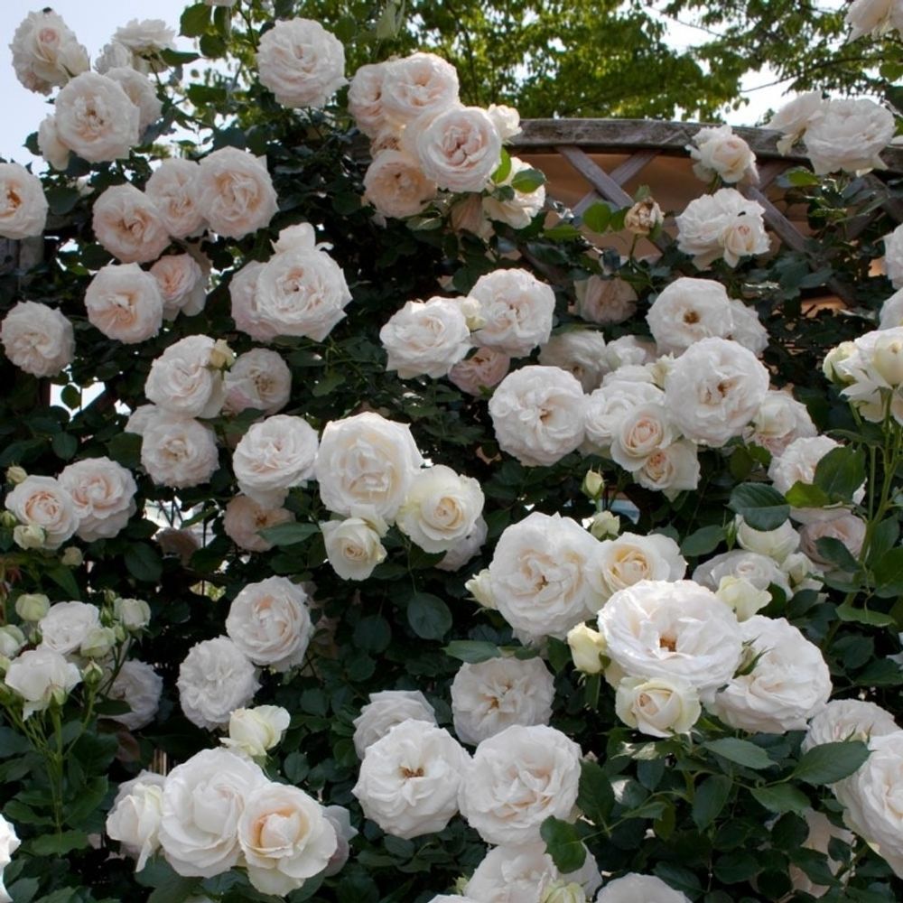 Пояль Рояль (Palais Royal)