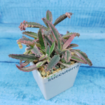 Kalanchoe Serrata 'Pink butterfly' (Каланхоэ)