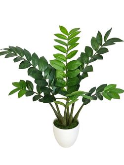 Зеленые растения