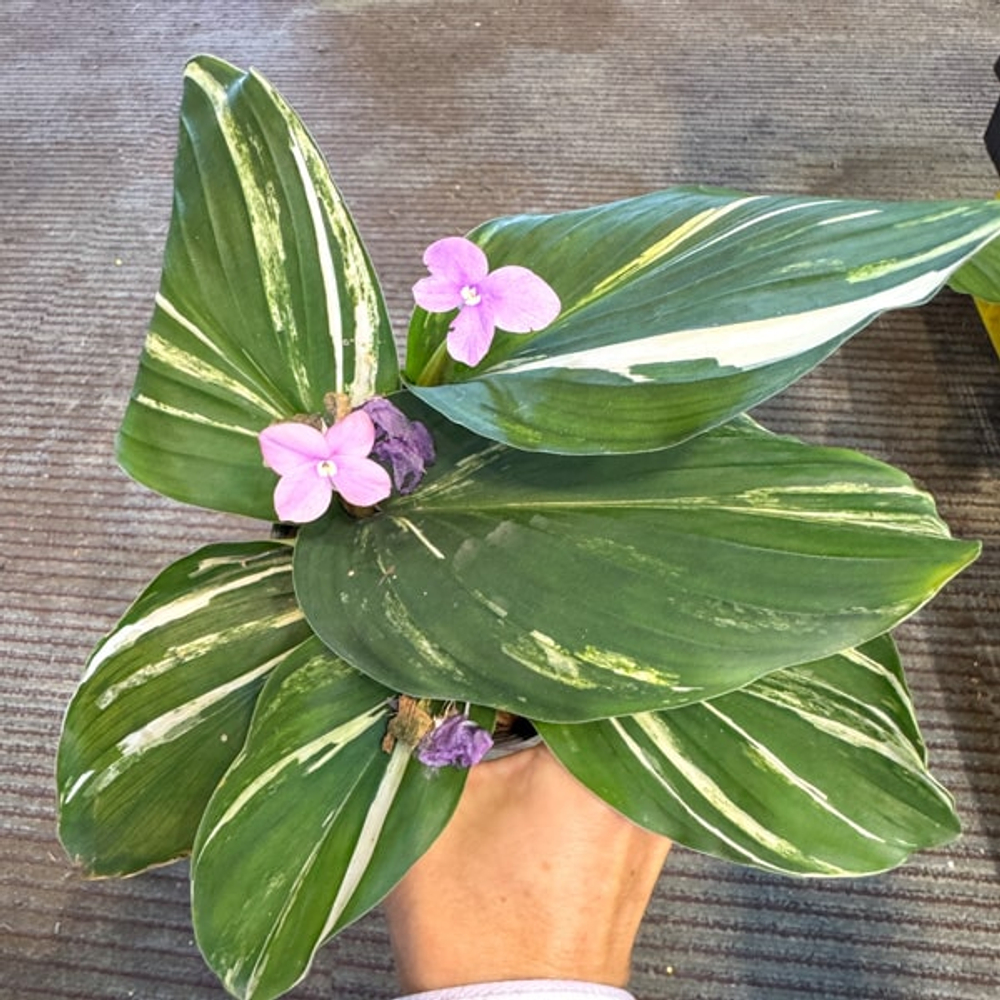 Кемпферия 03 TURTLE GREEN